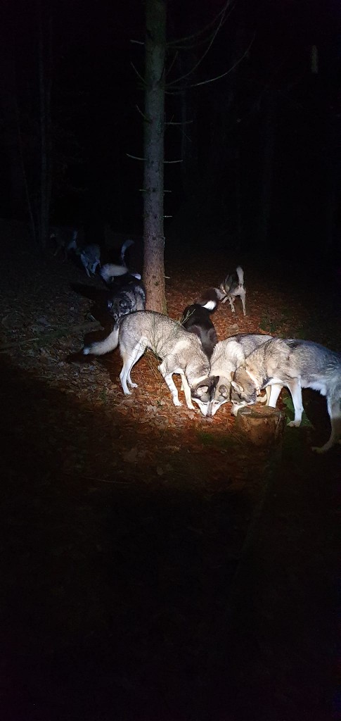 Het Donkere bos