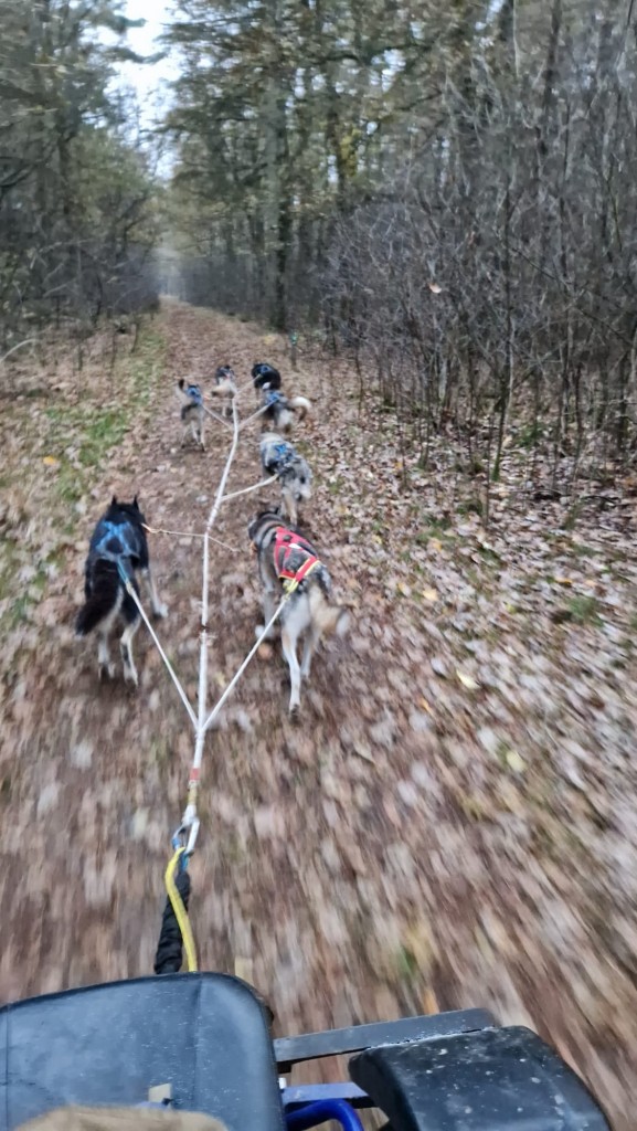 Lekker door het bos