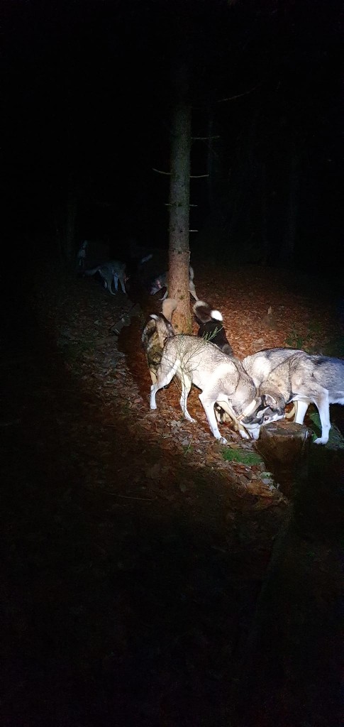 Het donkere bos