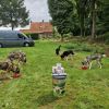 Short Break Hoenderloo