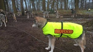 26904432_1831921123485334_3222600698185025447_n