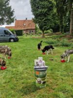 Husky's Hoenderloo